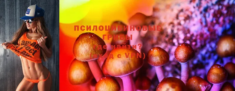 Псилоцибиновые грибы Psilocybe  где купить наркоту  Владикавказ 